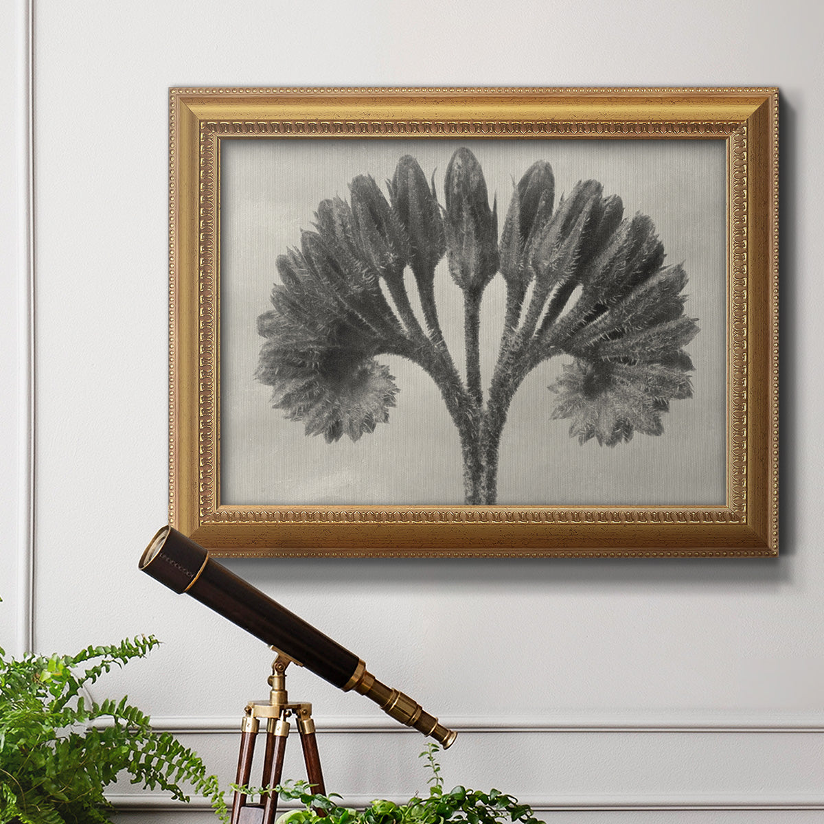 Vintage botanical plant study photograph by Karl Blossfeldt in an ornate antique gold frame displayed in a light-toned interior setting.