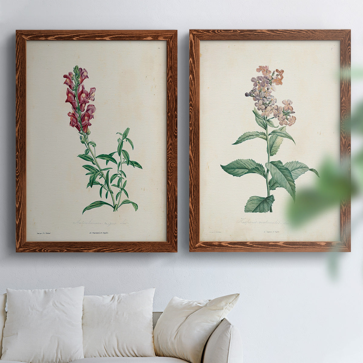 Set of two maple barnwood framed canvas prints depicting a traditional botanical print pair with delicate blossoms leafy stems and scientific plate details above a sofa in a bright living space.