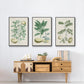 Buchoz Tropicals II - Floater Framed Canvas Set