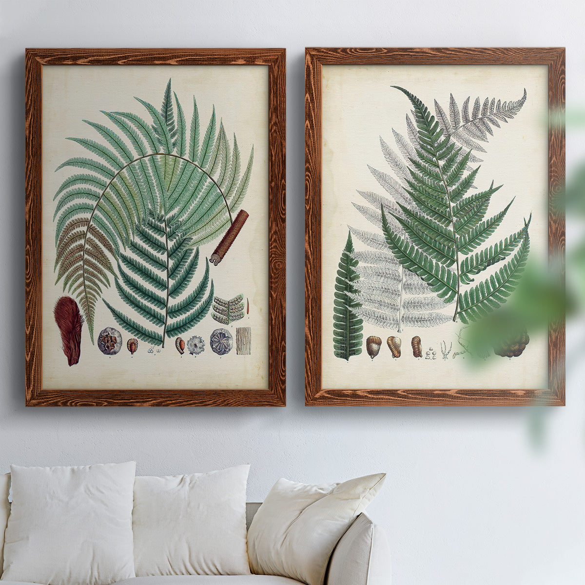 Set of two maple barnwood framed canvas prints depicting varied green fronds, roots, spores, and archival labels arranged across two complementary compositions above a sofa in a bright living space.