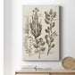 Sepia Botanical Journal VIII - Canvas Art Print