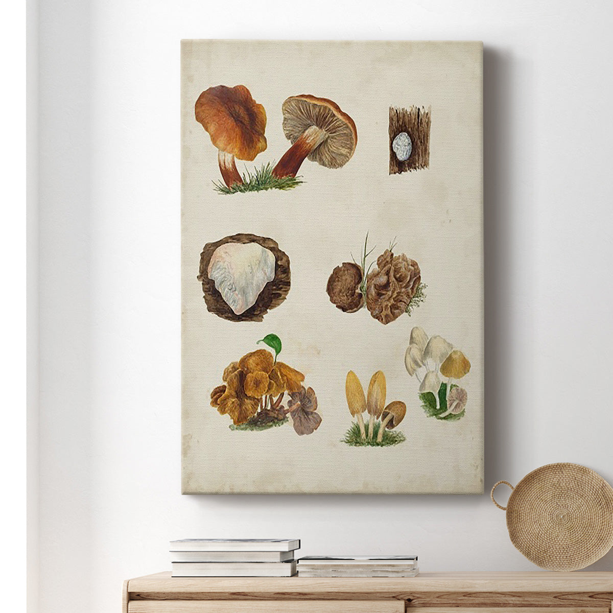 Mushroom Species I Premium Gallery Wrapped Canvas - Ready to Hang