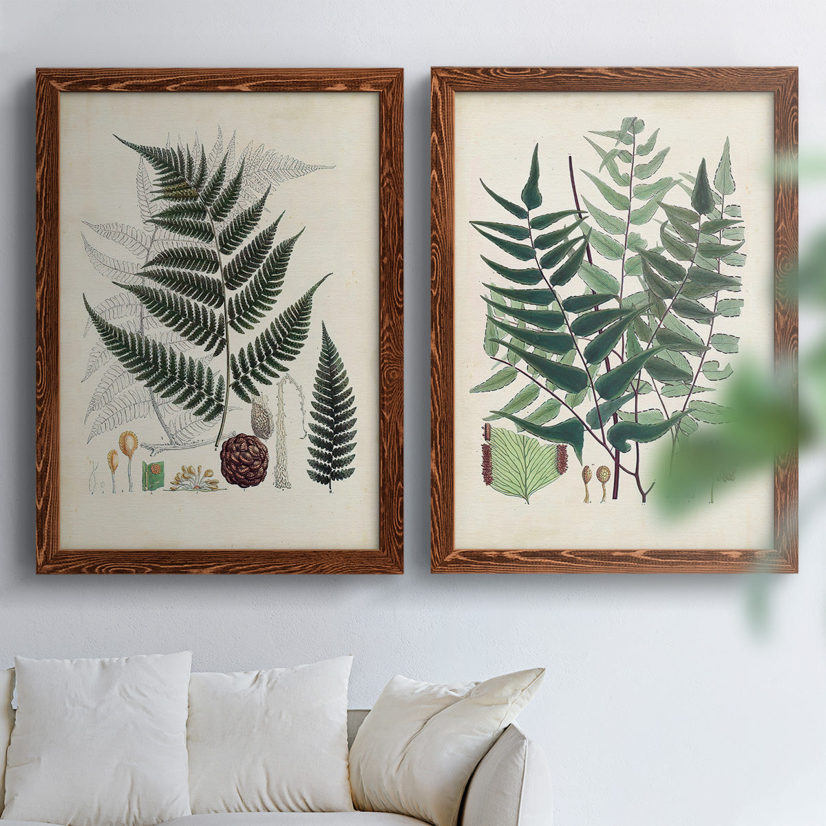Set of two maple barnwood framed canvas prints depicting varied green fronds, roots, spores, and archival labels arranged across two complementary compositions above a sofa in a bright living space.