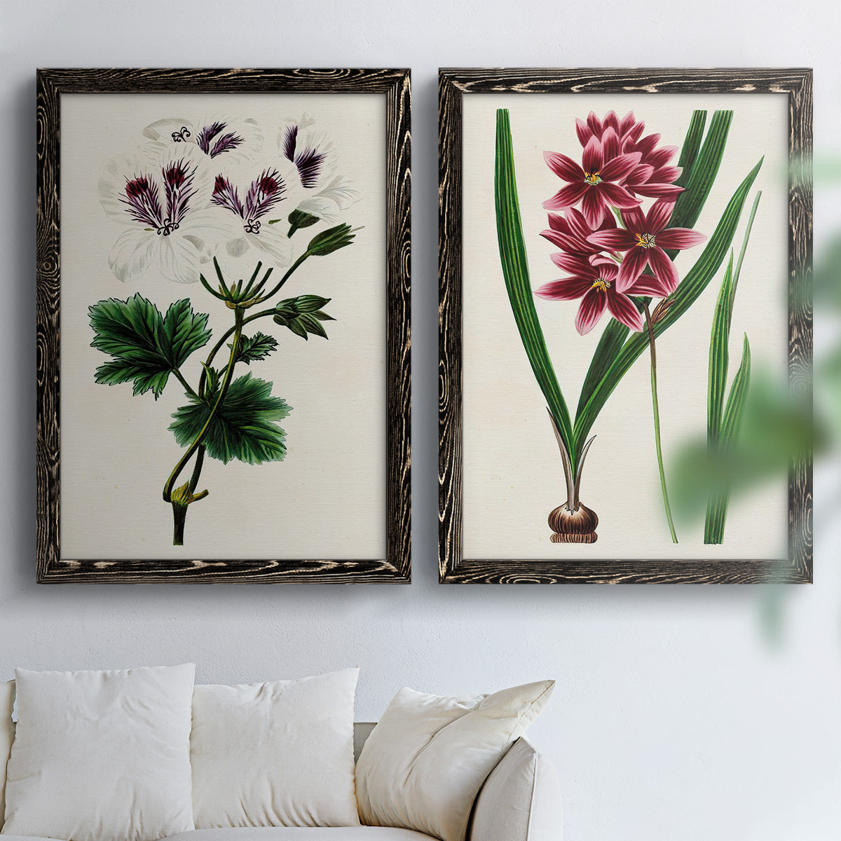 Set of two black barnwood framed canvas prints depicting detailed blossoms, leaves, roots, and archival cream grounds arranged across two complementary compositions above a sofa in a bright living space.