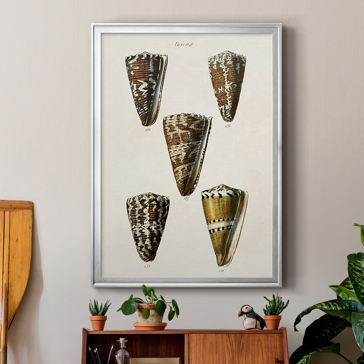 Cone Shell Collection V - Modern Framed Canvas Print