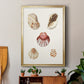 Pastel Knorr Shells V - Modern Framed Canvas Print