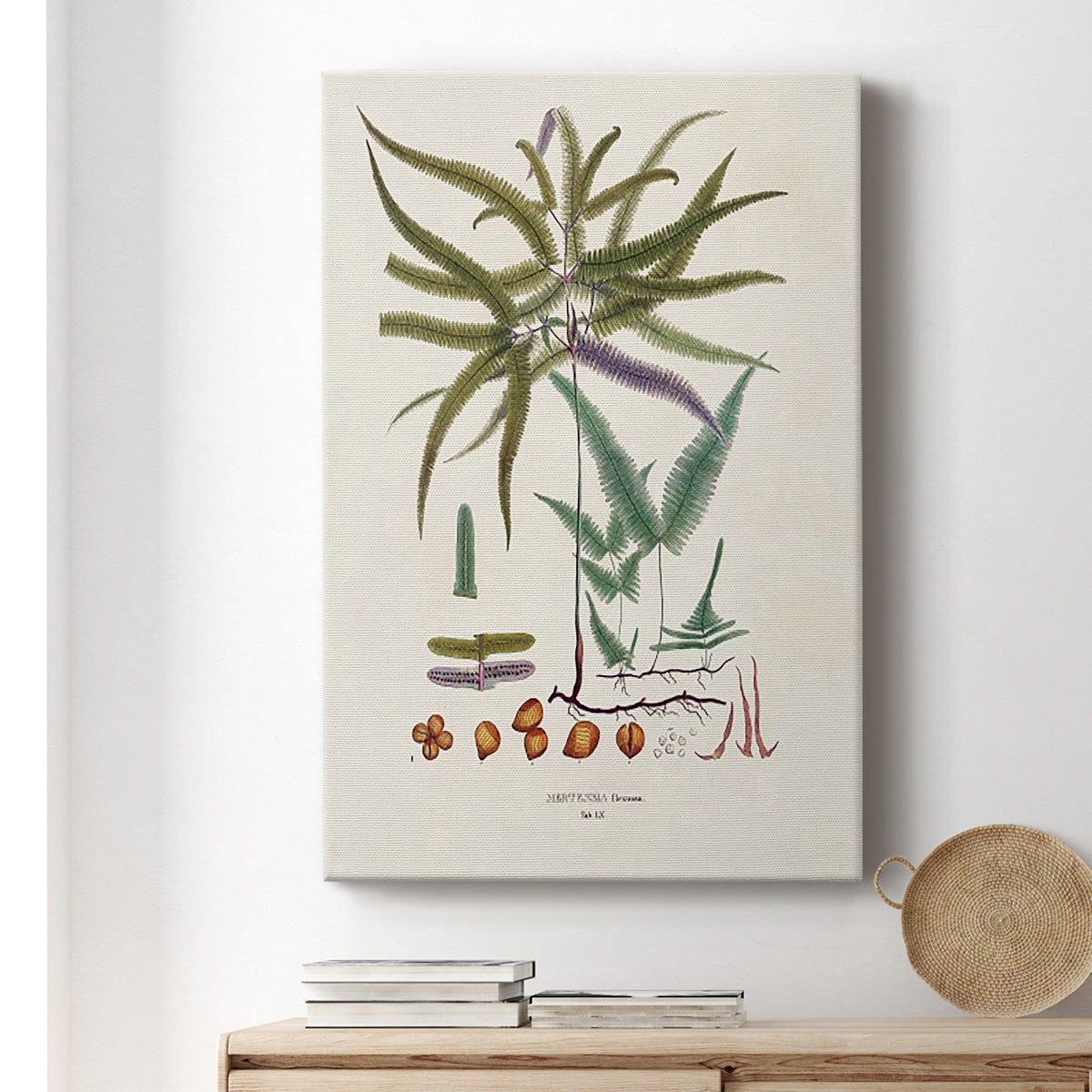 Botanical Society Ferns VIII Premium Gallery Wrapped Canvas - Ready to Hang