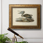 Audubons Brown Pelican - Ornate Framed Canvas Print