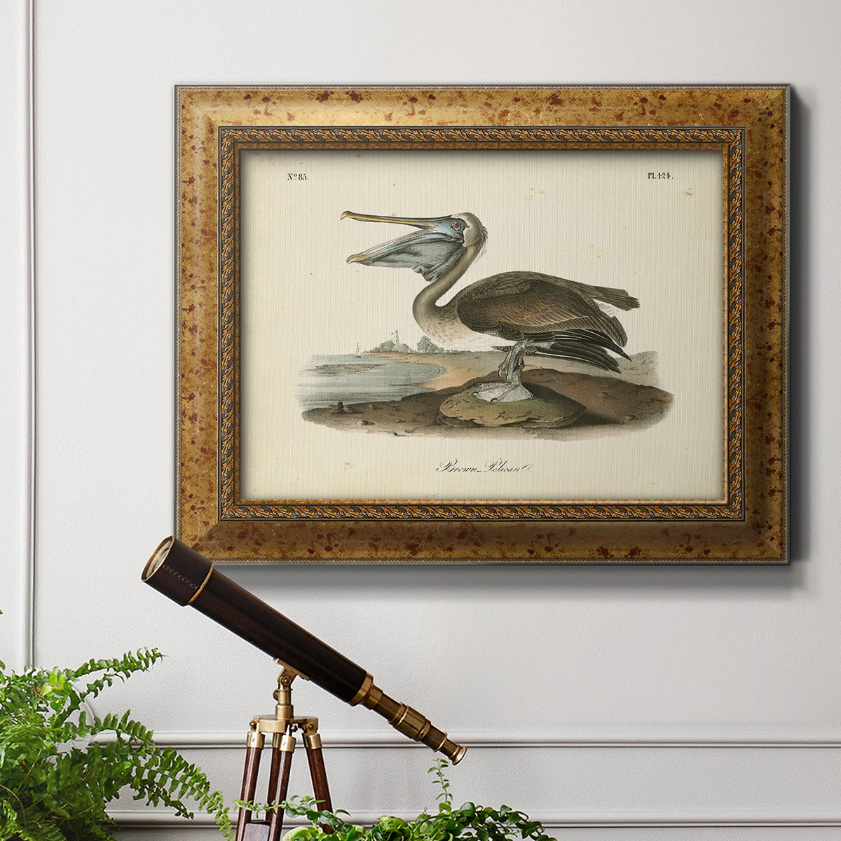 Audubons Brown Pelican - Ornate Framed Canvas Print