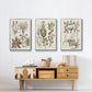 Sepia Botanical Journal VI - Framed Premium Gallery Wrapped Canvas L Frame 3 Piece Set - Ready to Hang