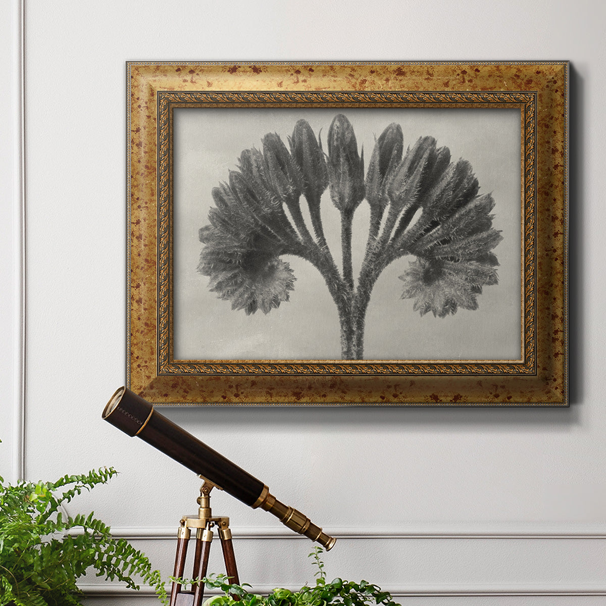 Vintage botanical plant study photograph by Karl Blossfeldt in an ornate vintage gold frame displayed in a light-toned interior setting.