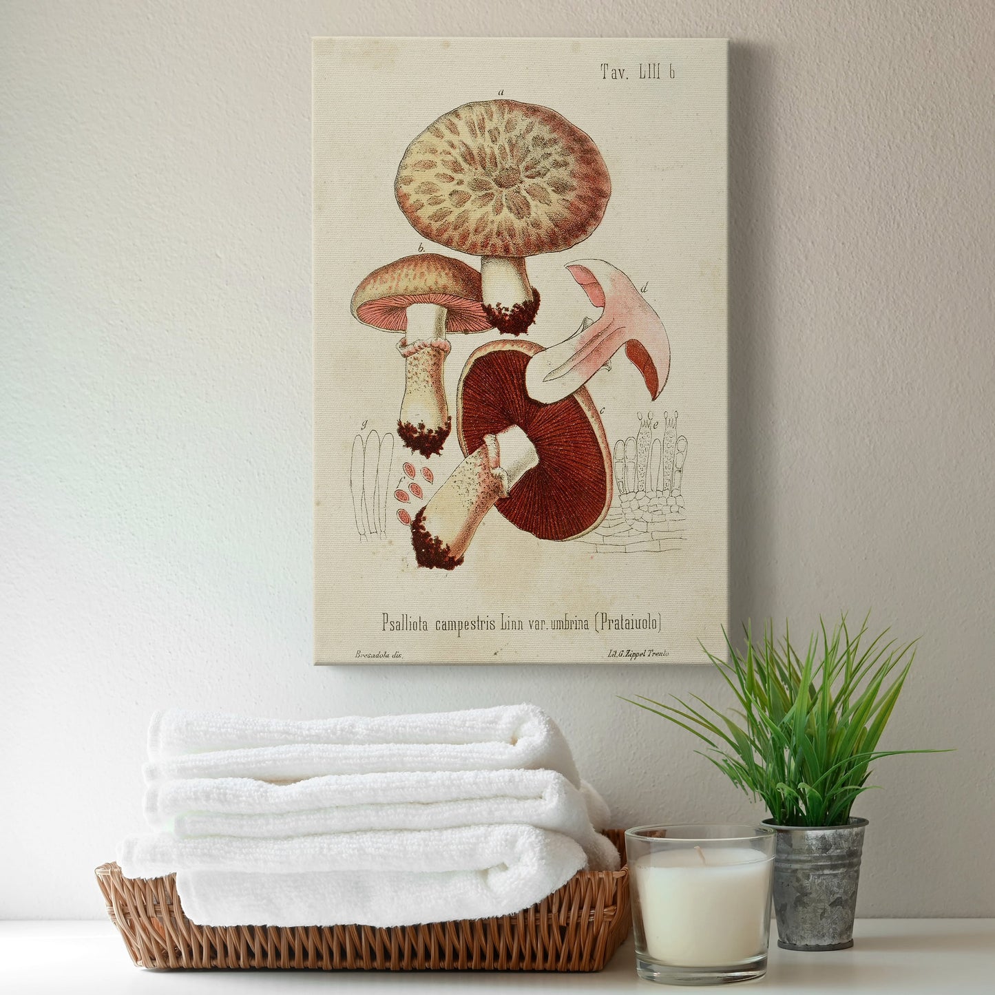 Mushroom Varieties II Premium Gallery Wrapped Canvas - Ready to Hang