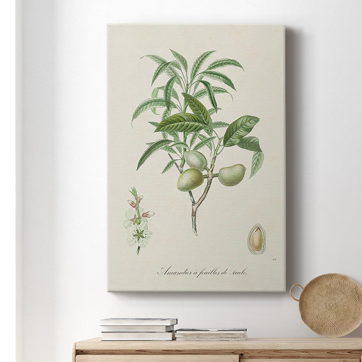 Antique Almond Botanical II Premium Gallery Wrapped Canvas - Ready to Hang