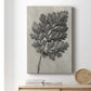 Blossfeldt Botanical III Premium Gallery Wrapped Canvas - Ready to Hang