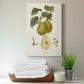 Vintage Pears III Premium Gallery Wrapped Canvas - Ready to Hang