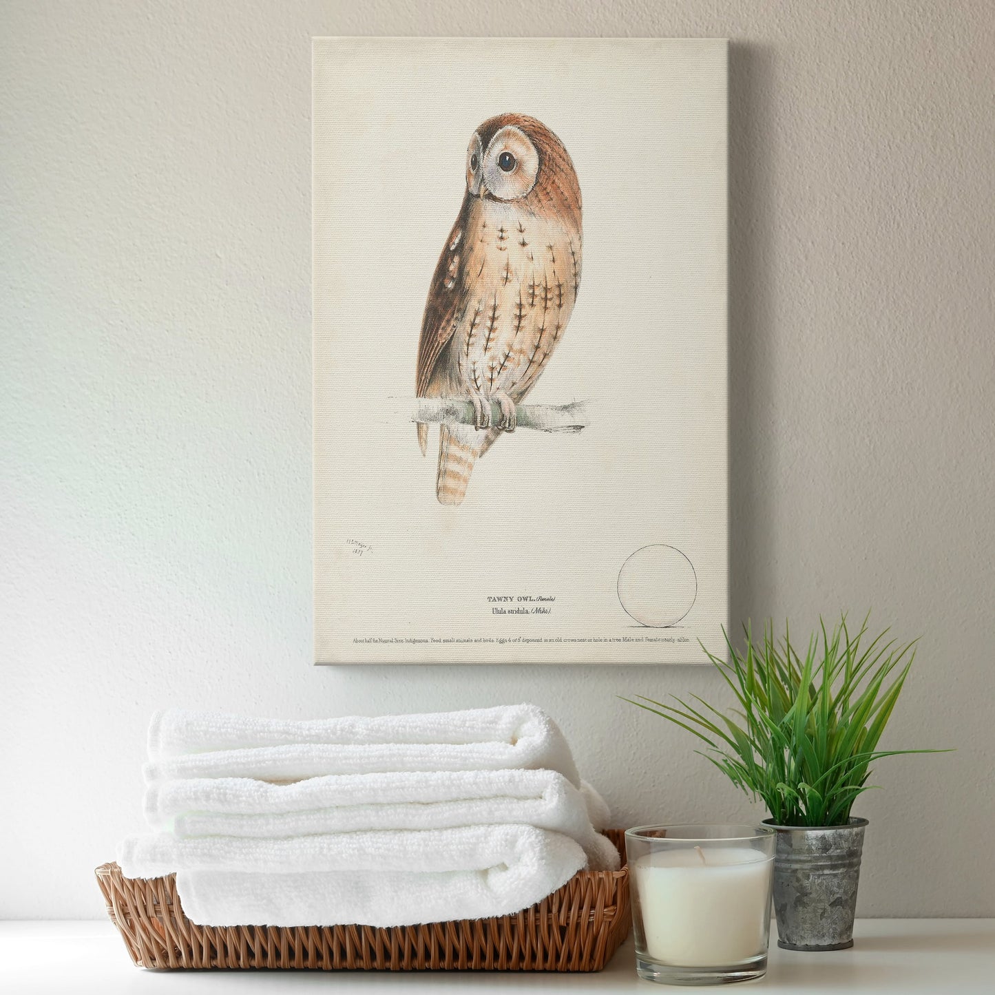 Tawny Owl Premium Gallery Wrapped Canvas - Ready to Hang