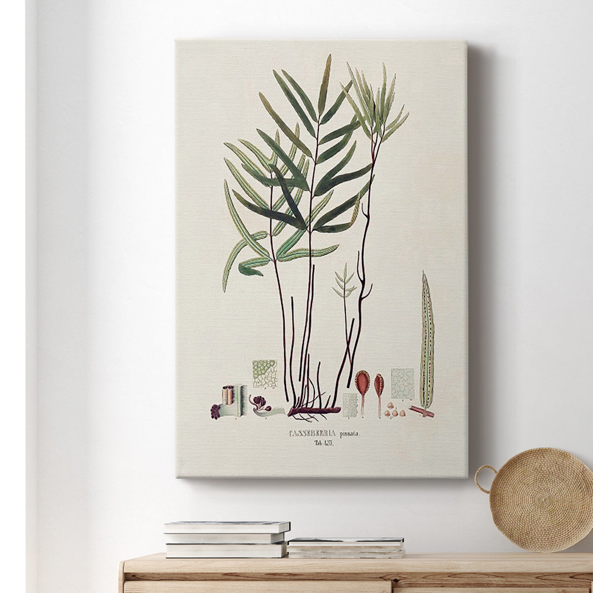 Botanical Society Ferns XI - Canvas Art Print