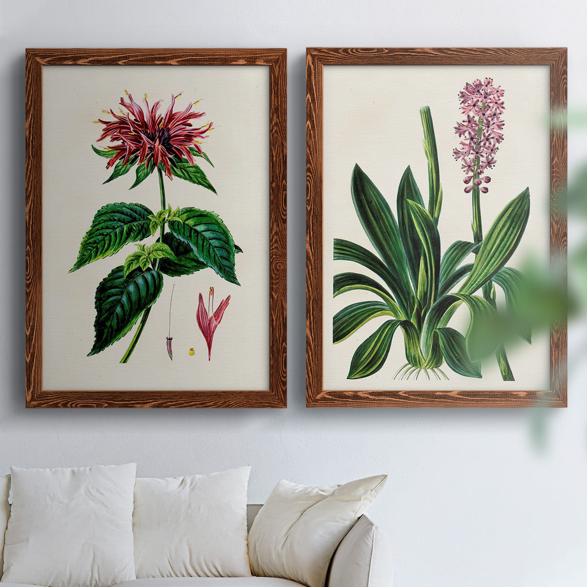 Set of two maple barnwood framed canvas prints depicting detailed blossoms, leaves, roots, and archival cream grounds arranged across two complementary compositions above a sofa in a bright living space.
