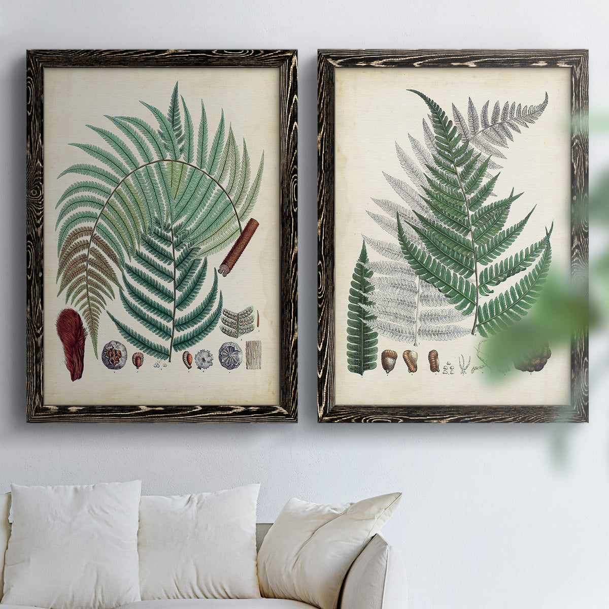 Set of two black barnwood framed canvas prints depicting varied green fronds, roots, spores, and archival labels arranged across two complementary compositions above a sofa in a bright living space.