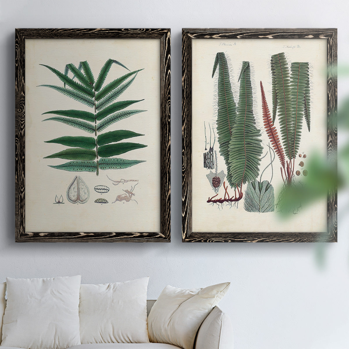Set of two black barnwood framed canvas prints depicting varied green fronds, roots, spores, and archival labels arranged across two complementary compositions above a sofa in a bright living space.