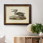 Audubons Brown Pelican - Ornate Framed Canvas Print