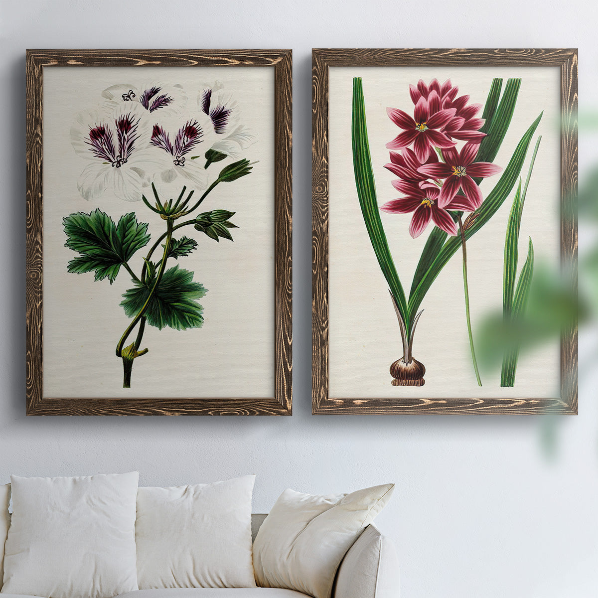 Set of two walnut barnwood framed canvas prints depicting detailed blossoms, leaves, roots, and archival cream grounds arranged across two complementary compositions above a sofa in a bright living space.