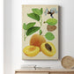 Apricot Study I Premium Gallery Wrapped Canvas - Ready to Hang