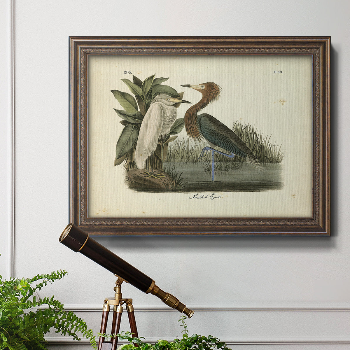 Audubons Reddish Egret Premium Framed Canvas- Ready to Hang