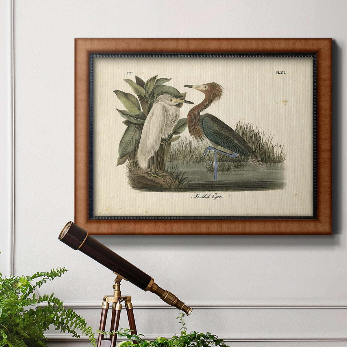 Audubons Reddish Egret Premium Framed Canvas- Ready to Hang