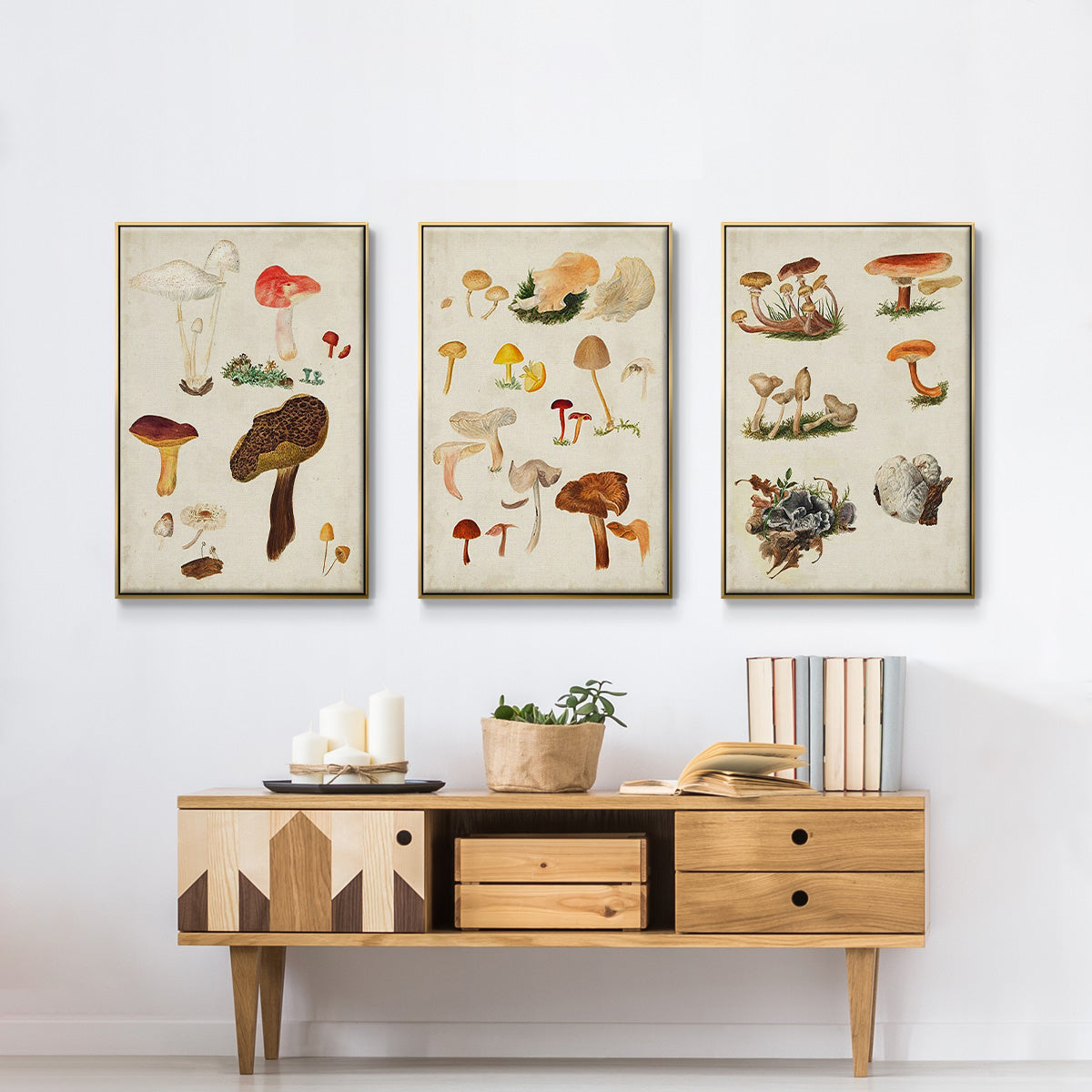 Mushroom Species VI - Framed Premium Gallery Wrapped Canvas L Frame 3 Piece Set - Ready to Hang