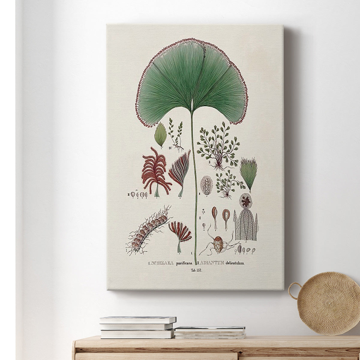 Botanical Society Ferns III - Canvas Art Print
