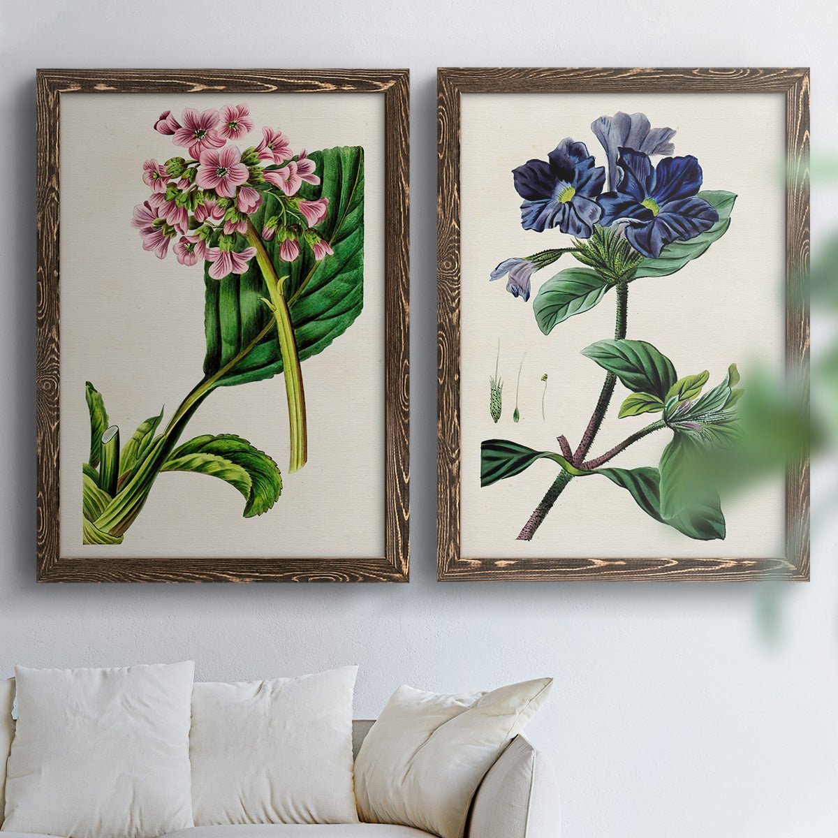 Set of two walnut barnwood framed canvas prints depicting detailed blossoms, leaves, roots, and archival cream grounds arranged across two complementary compositions above a sofa in a bright living space.