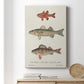 Species of Antique Fish II Premium Gallery Wrapped Canvas - Ready to Hang