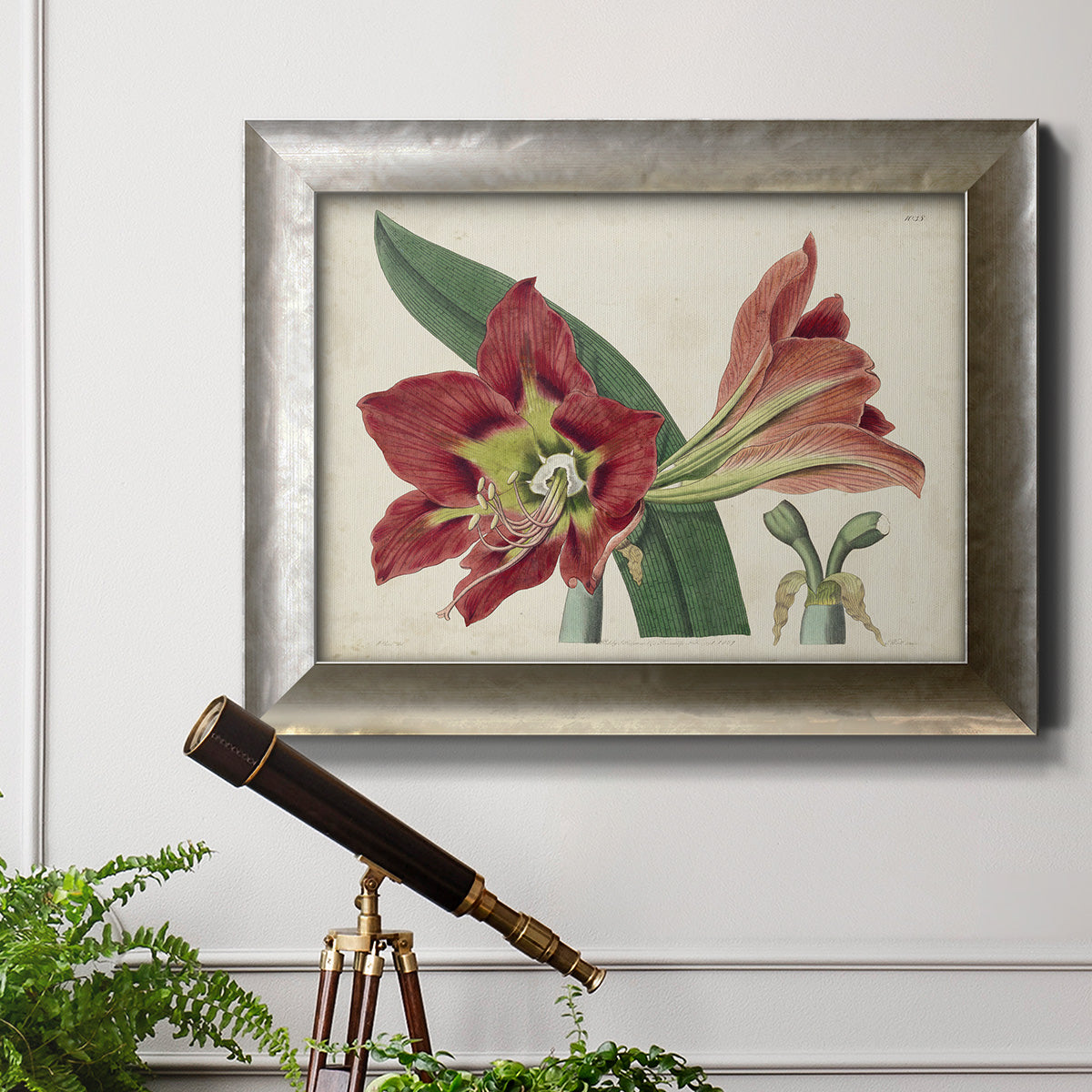 Amaryllis Splendor I Premium Framed Canvas- Ready to Hang