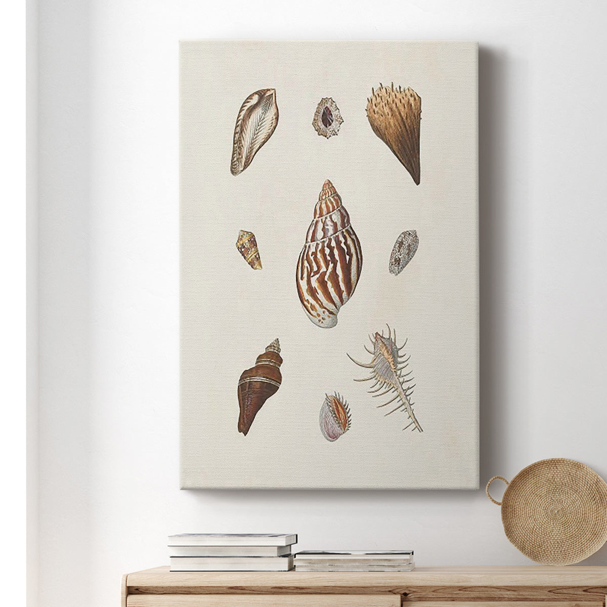 Knorr Shells & Coral IX - Canvas Art Print