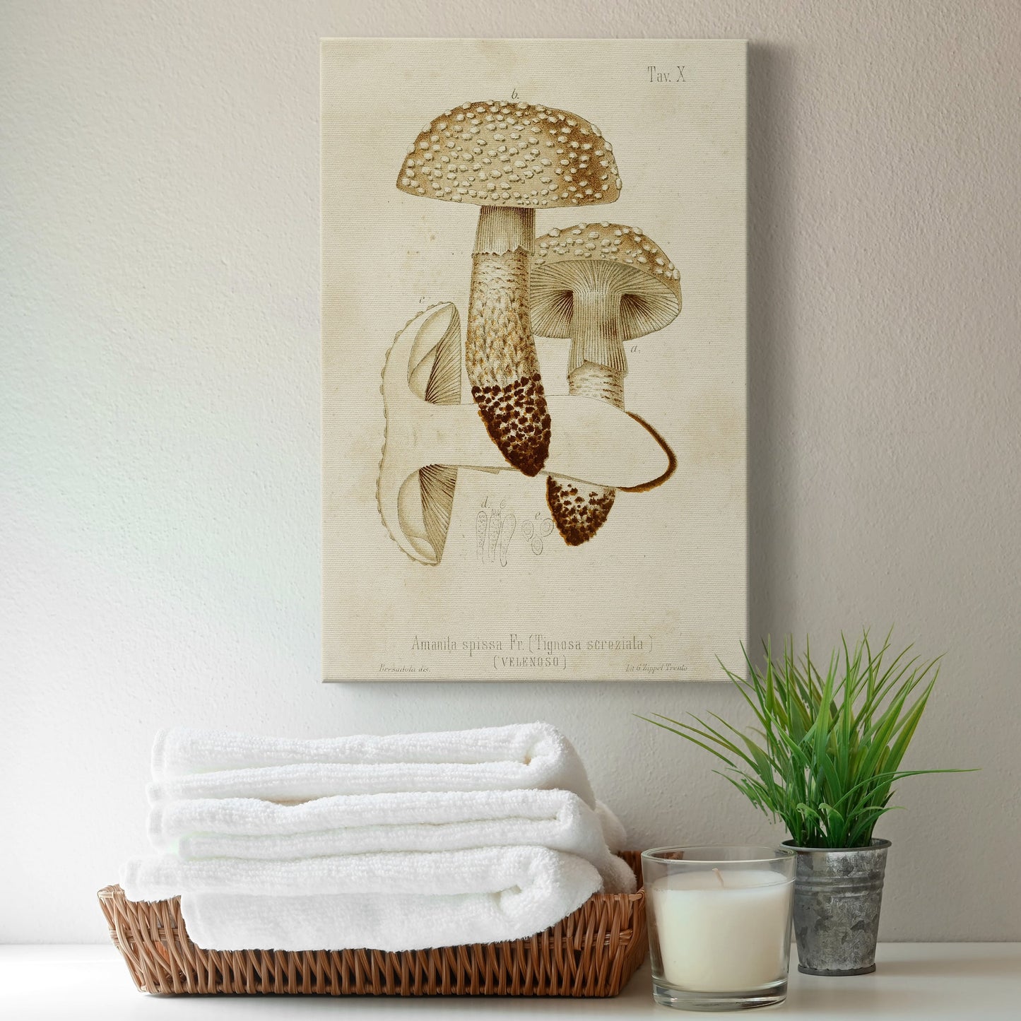 Mushroom Varieties VIII Premium Gallery Wrapped Canvas - Ready to Hang