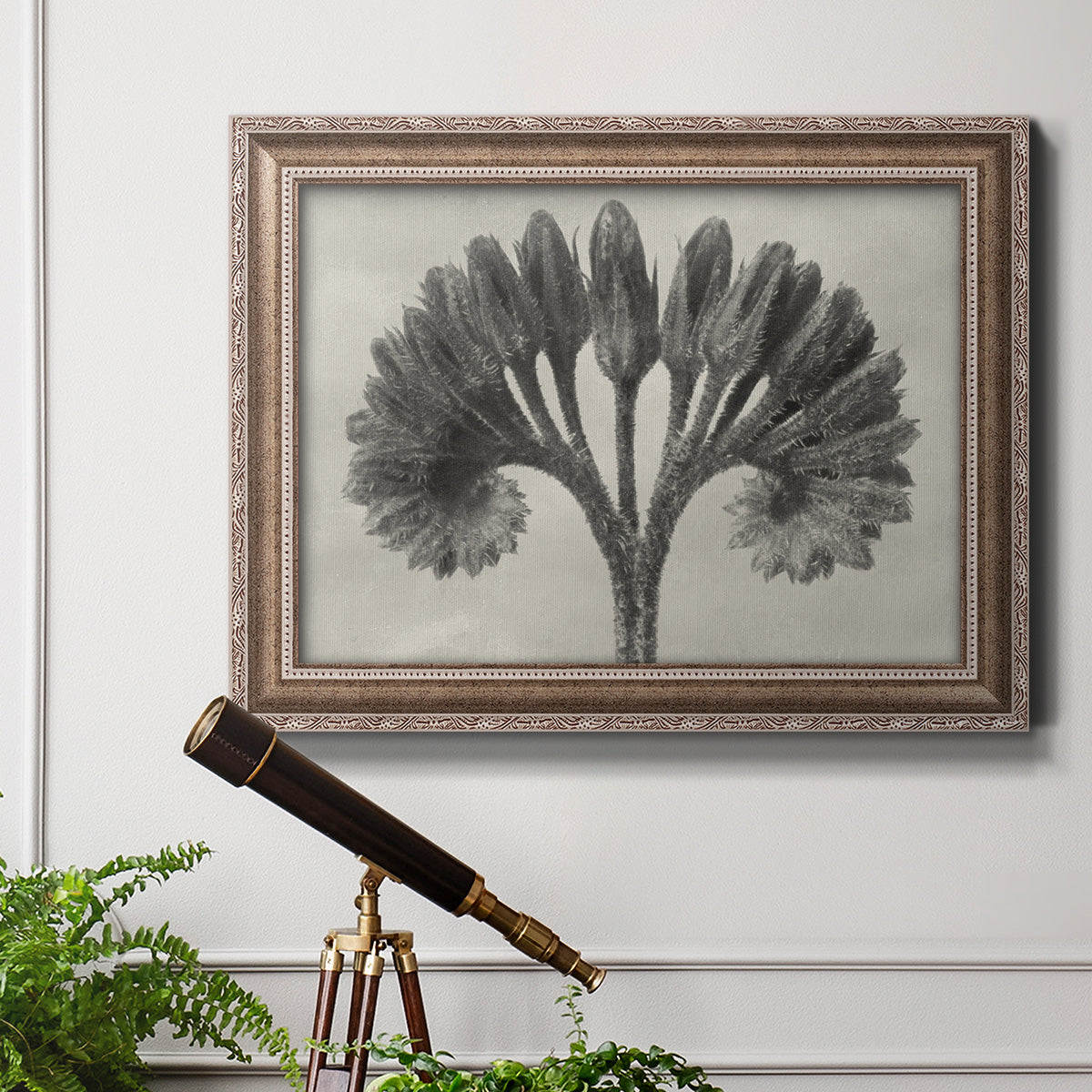 Vintage botanical plant study photograph by Karl Blossfeldt in an ornate traditional silver frame displayed in a light-toned interior setting.