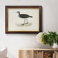 Morris Sandpipers VIII Premium Framed Canvas- Ready to Hang