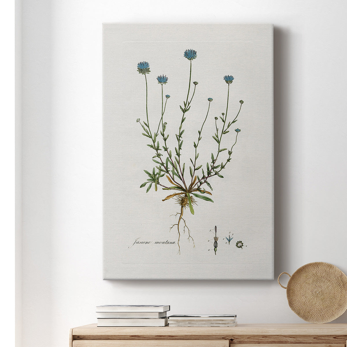 Bellflower Study Premium Gallery Wrapped Canvas - Ready to Hang