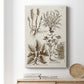 Sepia Botanical Journal VII - Canvas Art Print