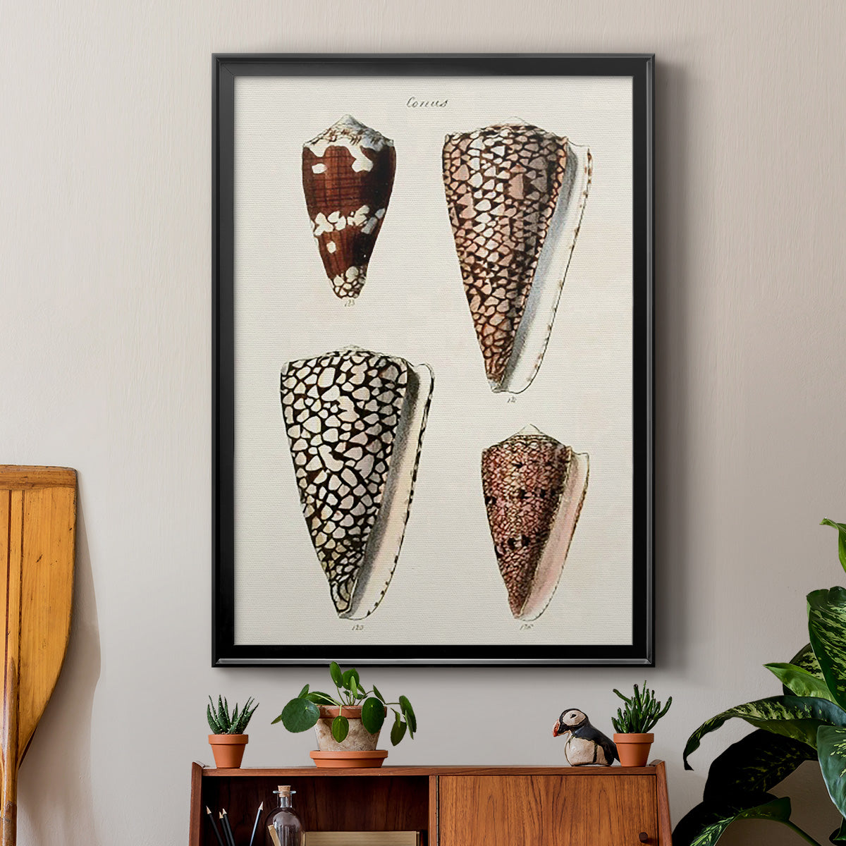 Cone Shell Collection I - Modern Framed Canvas Print