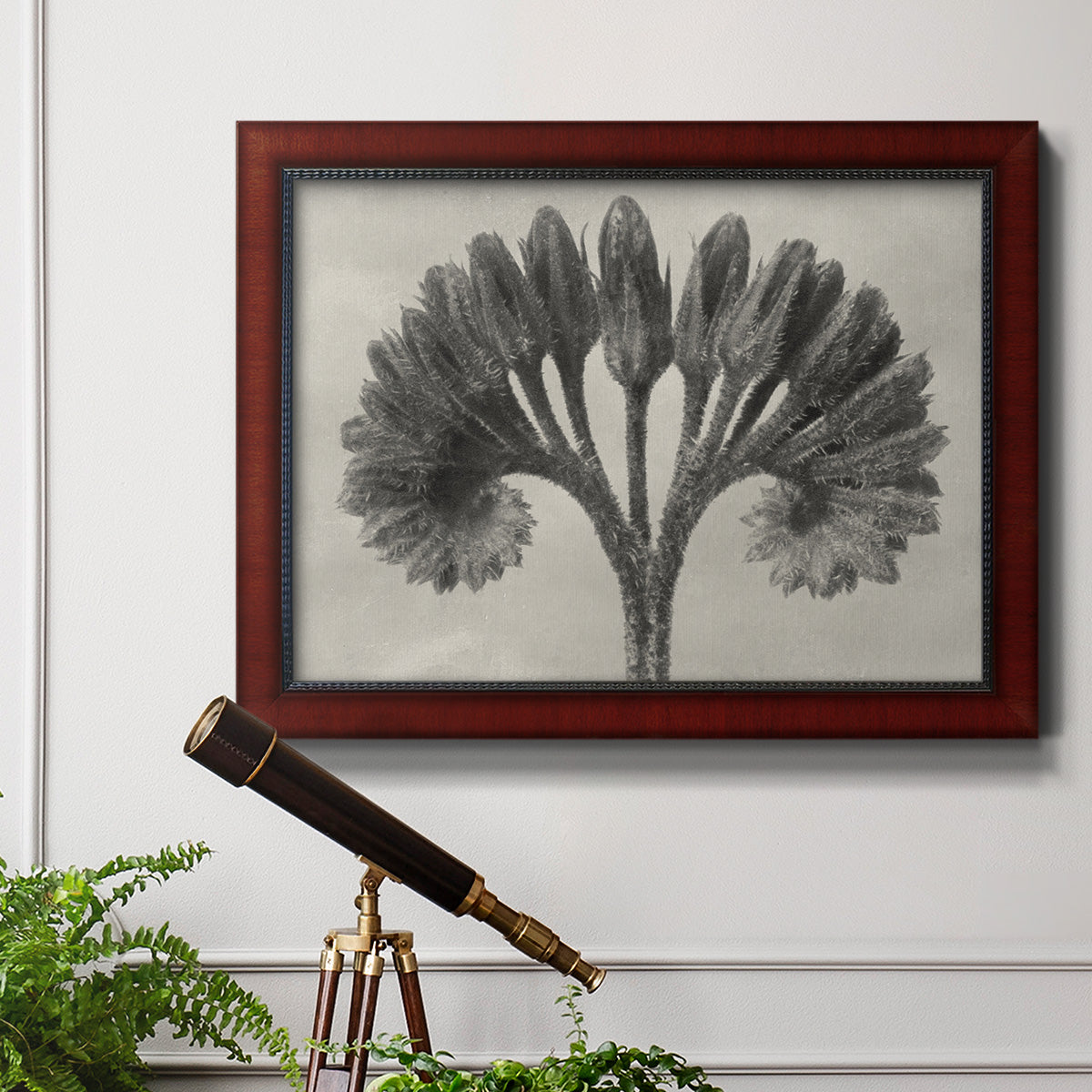 Vintage botanical plant study photograph by Karl Blossfeldt in an ornate cherry burl wood frame displayed in a light-toned interior setting.