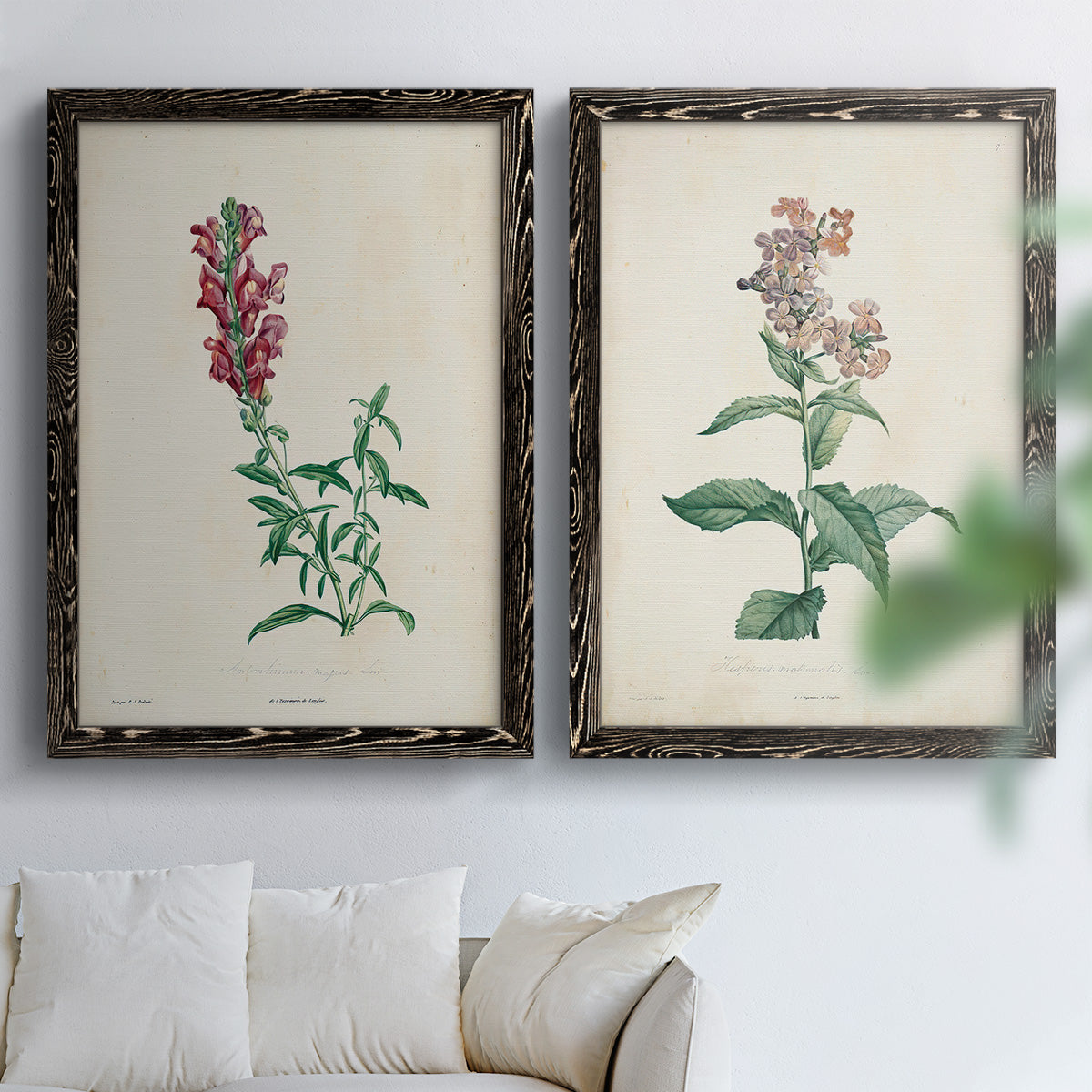 Set of two black barnwood framed canvas prints depicting a traditional botanical print pair with delicate blossoms leafy stems and scientific plate details above a sofa in a bright living space.