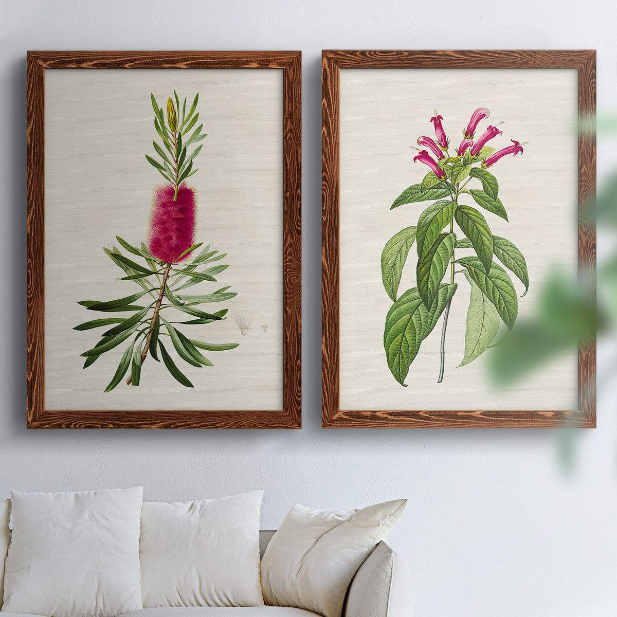 Set of two maple barnwood framed canvas prints depicting peonies thistles leafy stems and archival cream paper arranged across two complementary compositions above a sofa in a bright living space.