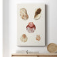 Pastel Knorr Shells V - Canvas Art Print