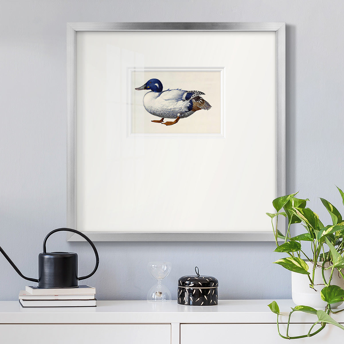 White and Blue Mallard Premium Framed Print Double Matboard