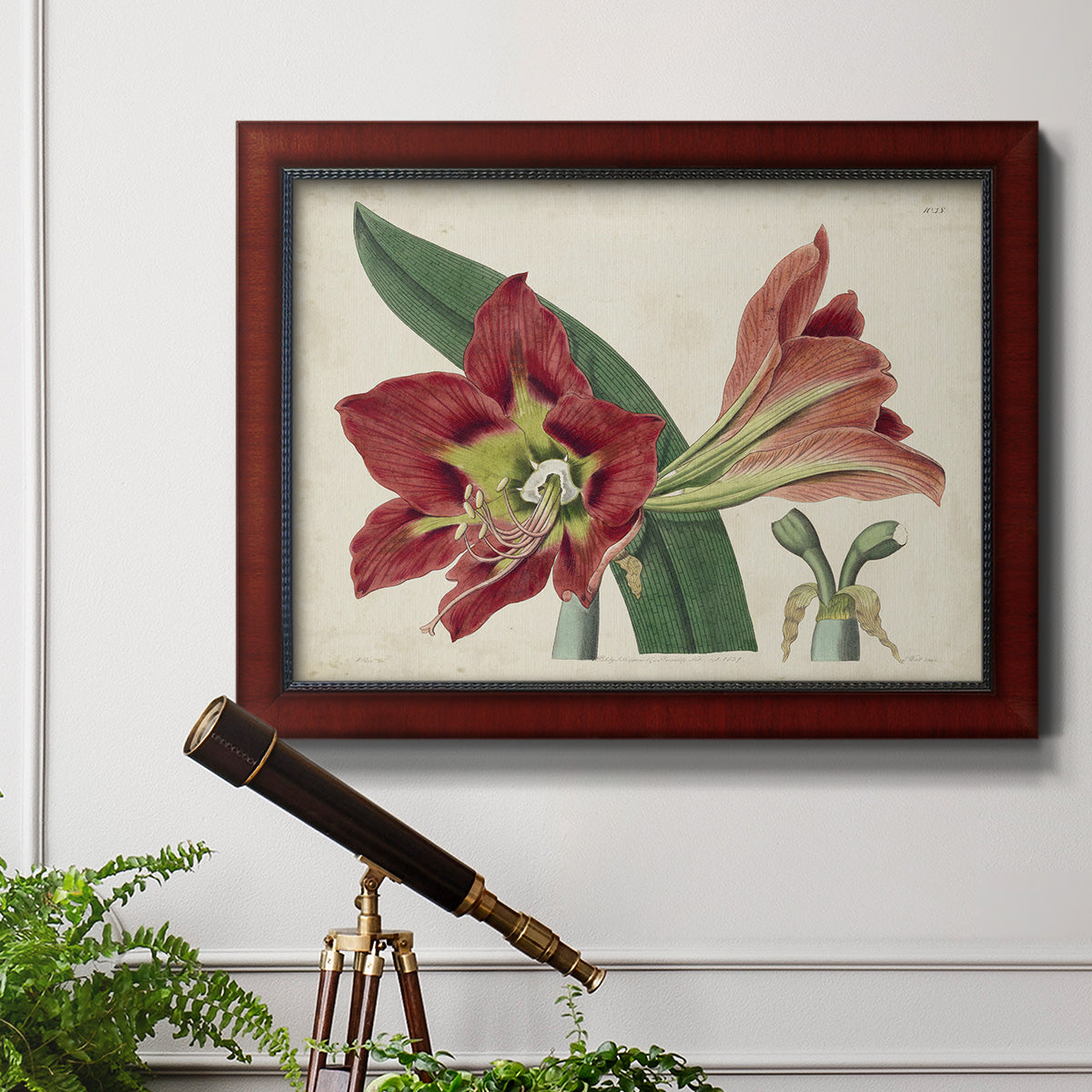 Amaryllis Splendor I Premium Framed Canvas- Ready to Hang