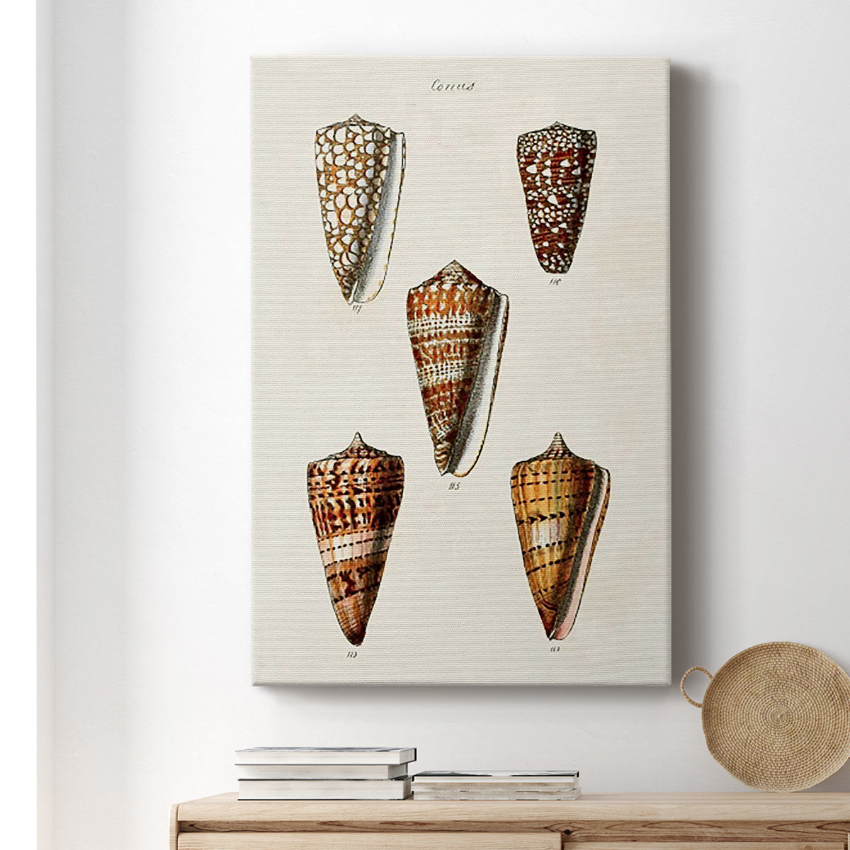 Cone Shell Collection II Premium Gallery Wrapped Canvas - Ready to Hang