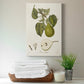 Vintage Pears VI Premium Gallery Wrapped Canvas - Ready to Hang