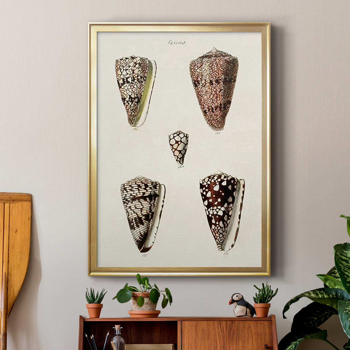 Cone Shell Collection III - Modern Framed Canvas Print